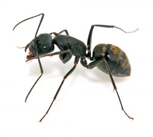Ants Nest Pest Control