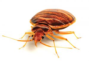 Bed Bug Pest Control