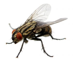 Fly Control