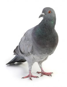 Pigeon Pest Control
