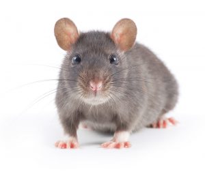 Rat and Mouse Control