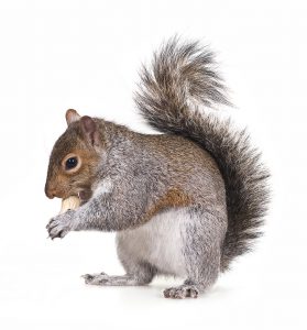 Squirrel Pest Control