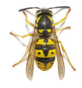 Wasp and Hornet Control